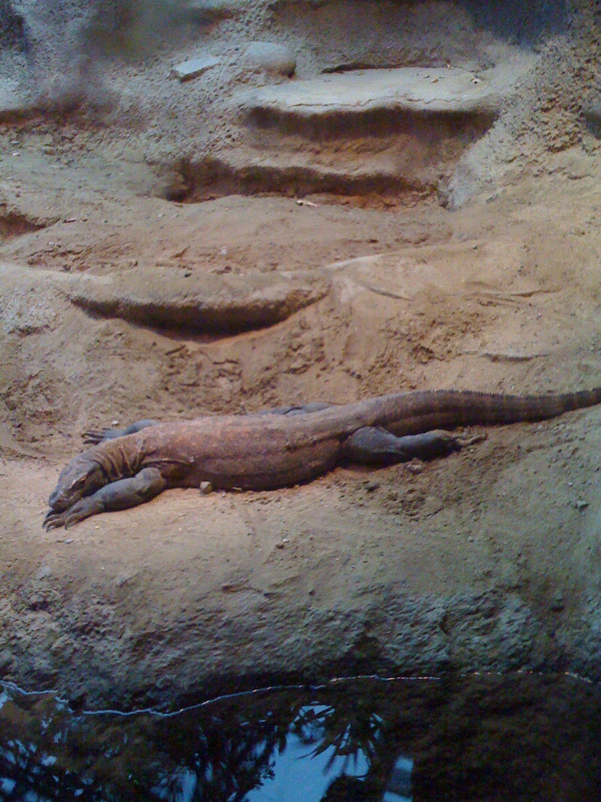 varan.JPG